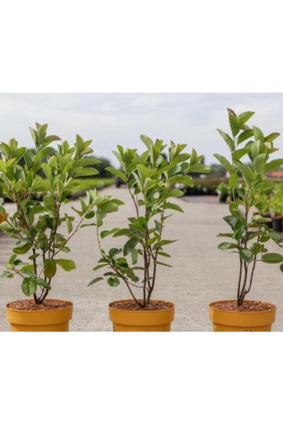 Опис Ірги вільхолистої Слейт